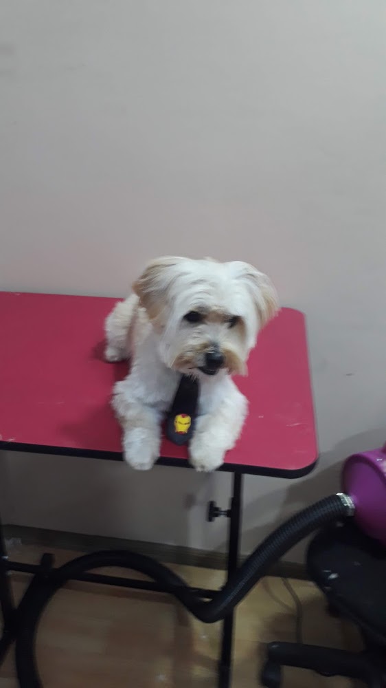 Cachorro branco de pelo comprido deitado na mesa de tosa rosa, usando gravatinha