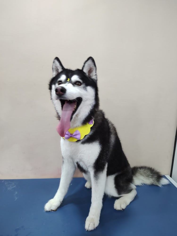 Husky siberiano preto e branco sentado, com gravatinha amarela e laço lilás, após o atendimento no Pet Pink